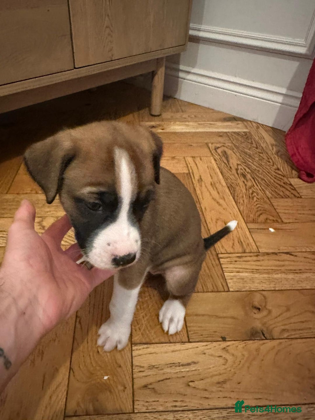 Mixed Breed dogs for sale: Boxador puppies - Advert 2