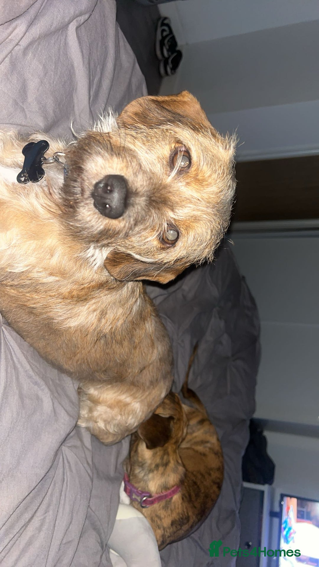 Mixed Breed dogs for sale: Benji and Eevee - Image 10