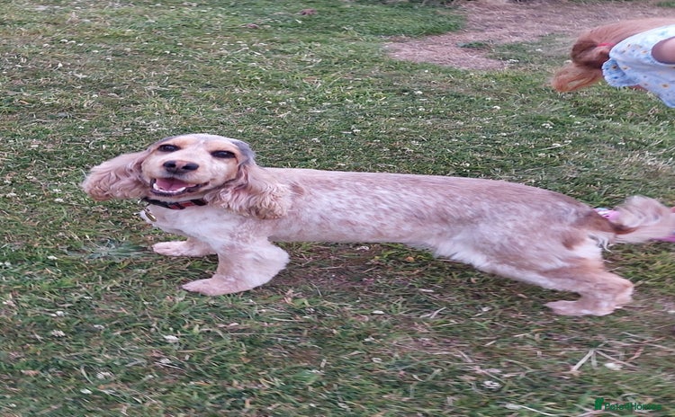 Cocker Spaniel dogs - Advert 1