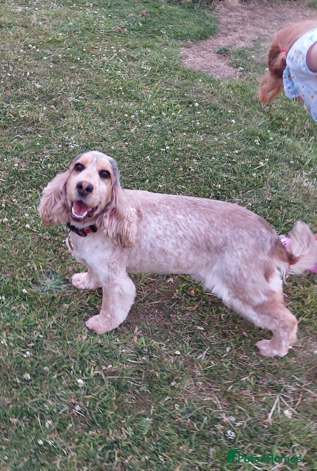 Cocker Spaniel dogs for sale: Adult KC ShowType Cockerspaniel PRA FN & AMS Clear - Image 1