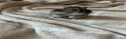 Hamster rodents for sale: 3 Russian dwarf hamsters  - Advert 5