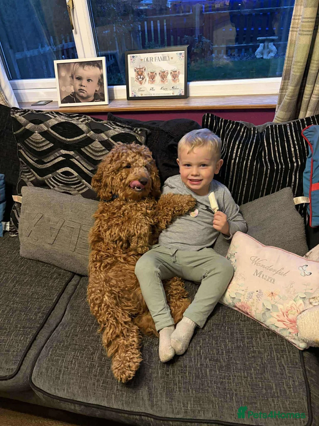 Cockapoo dogs for stud: Jax Cockerpoo for stud - Advert 4