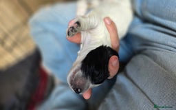 Mixed Breed dogs for sale: Beautiful cocker spaniels - Image 9