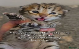 Bengal cats for sale: Rare cashmere tica registered bengals  - Image 1