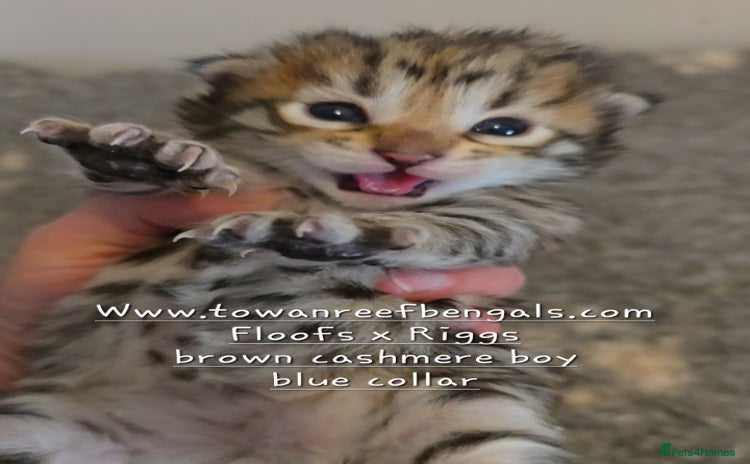 Bengal cats - Advert 6