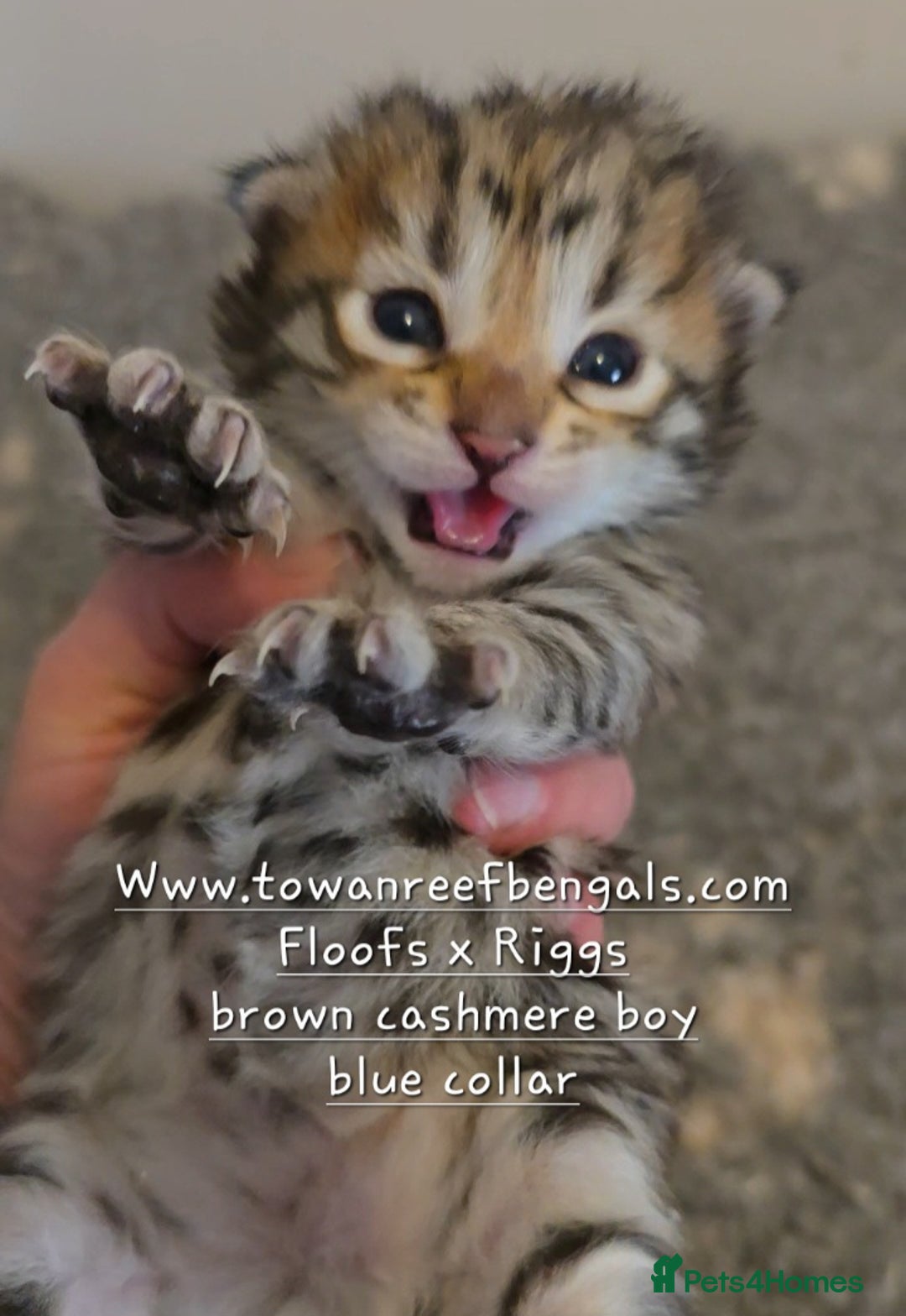 Bengal cats for sale: Rare cashmere tica registered bengals  - Image 1