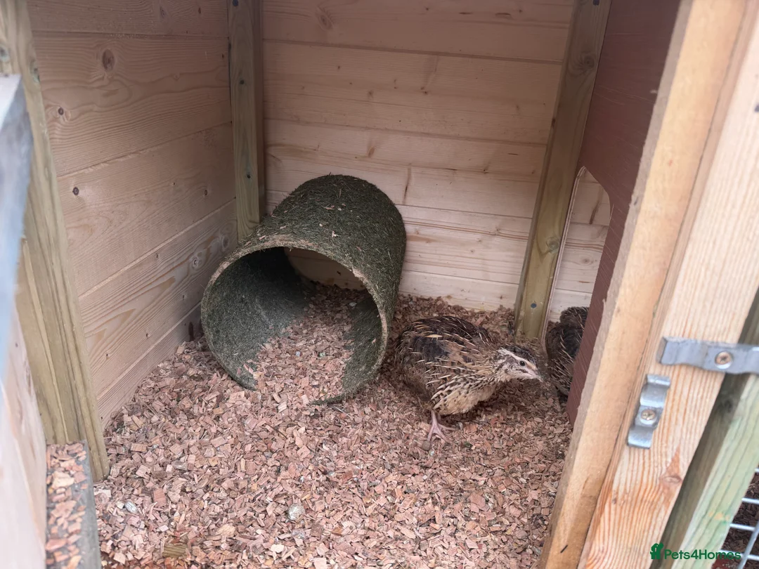 Quail poultry for sale: Jumbo quail 5 hens 1 cock - Advert 5