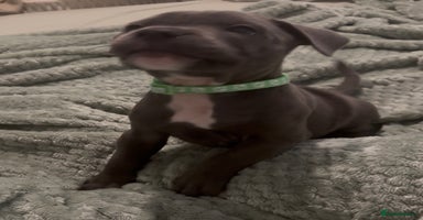 Staffordshire Bull Terrier dogs - Advert 7
