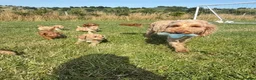 Cockapoo dogs for sale: Small F1b COCKAPOO Puppies (mini c/poo x toy poodl - Advert 22