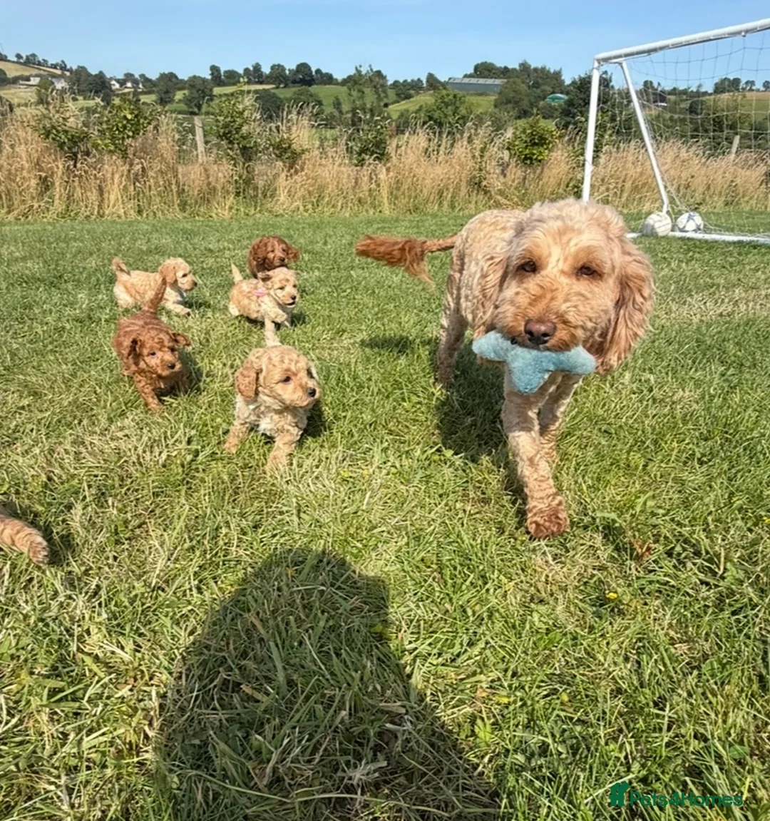 Cockapoo dogs for sale: Small F1b COCKAPOO Puppies (mini c/poo x toy poodl - Advert 22