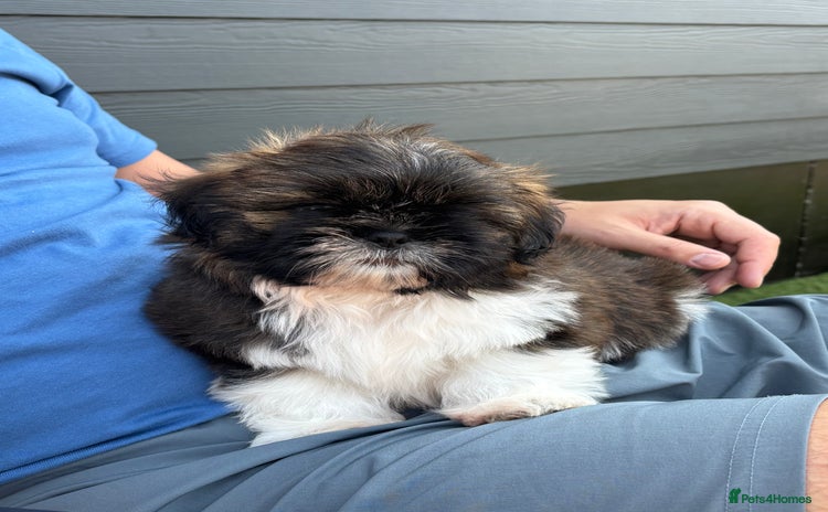 Shih Tzu dogs - Advert 10