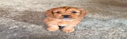 Cockapoo dogs for sale: Stunning Cockapoo Puppies - Advert 5