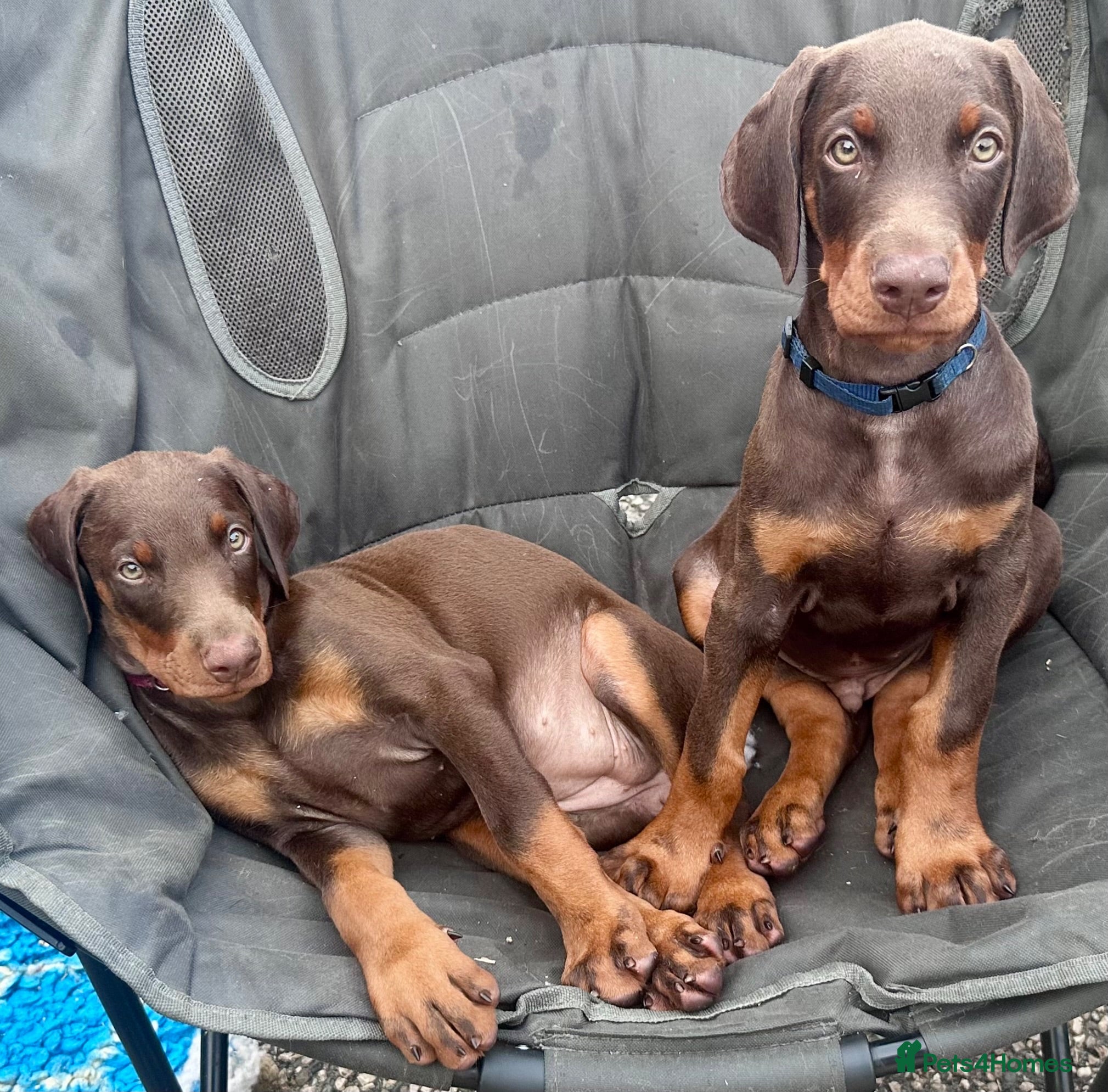 Dobermann dogs Health tested European puppies  - Advert 1