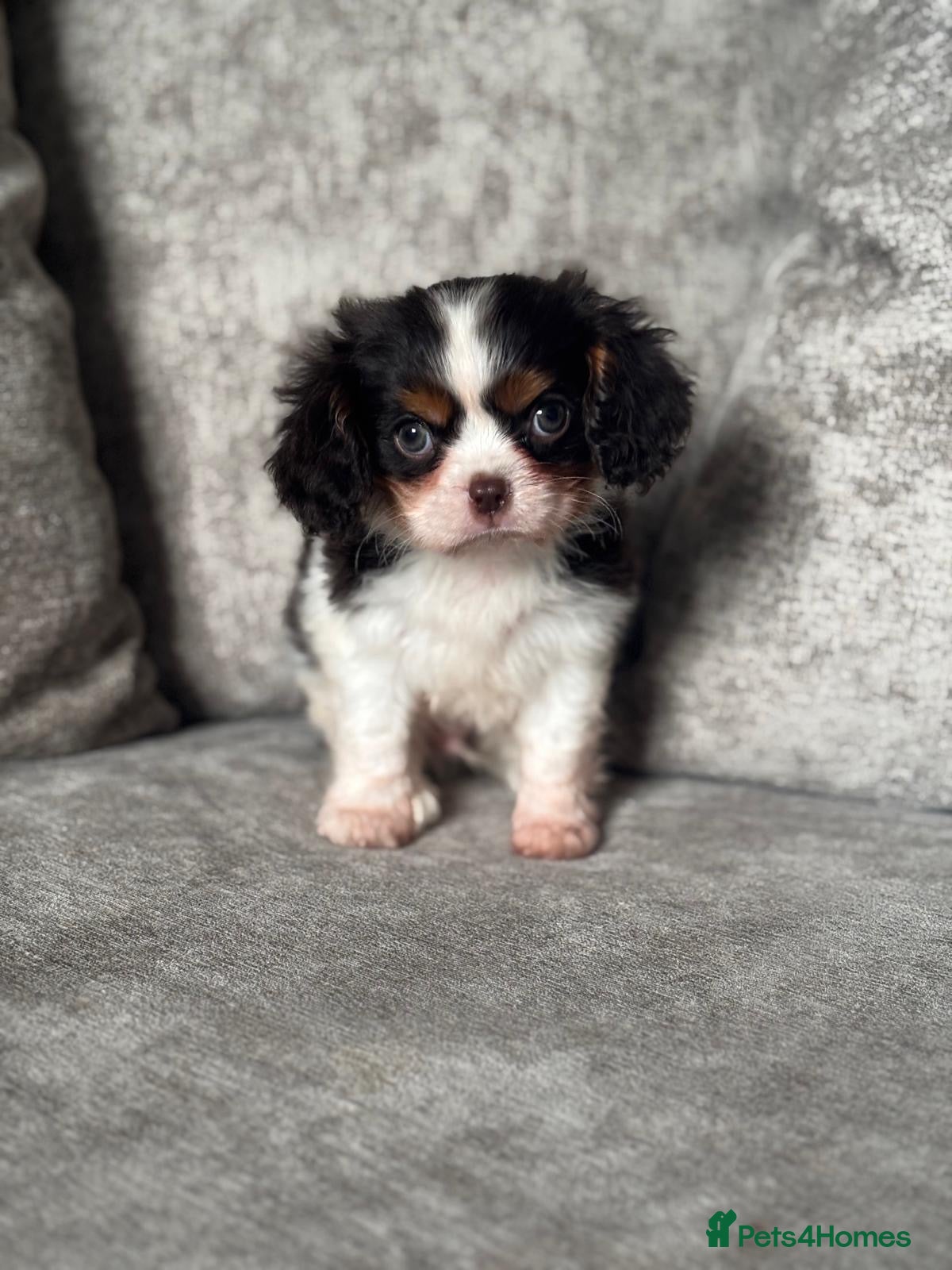 Cavalier King Charles Spaniel dogs CHOCOLATE CAVALIER KING CHARLES SPANIEL PUPPIES - Advert 11