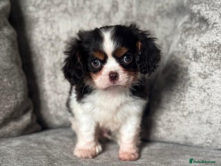 Cavalier King Charles Spaniel dogs CHOCOLATE CAVALIER KING CHARLES SPANIEL PUPPIES - Advert 11