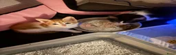 Domestic Shorthair cats for sale: Two cats -  litter box included  in Liverpool - Advert 12