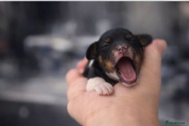 Cavapoo dogs Stunning toy cavapoo puppies  - Advert 6