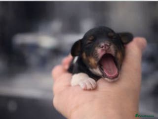 Cavapoo dogs Stunning toy cavapoo puppies - Advert 6