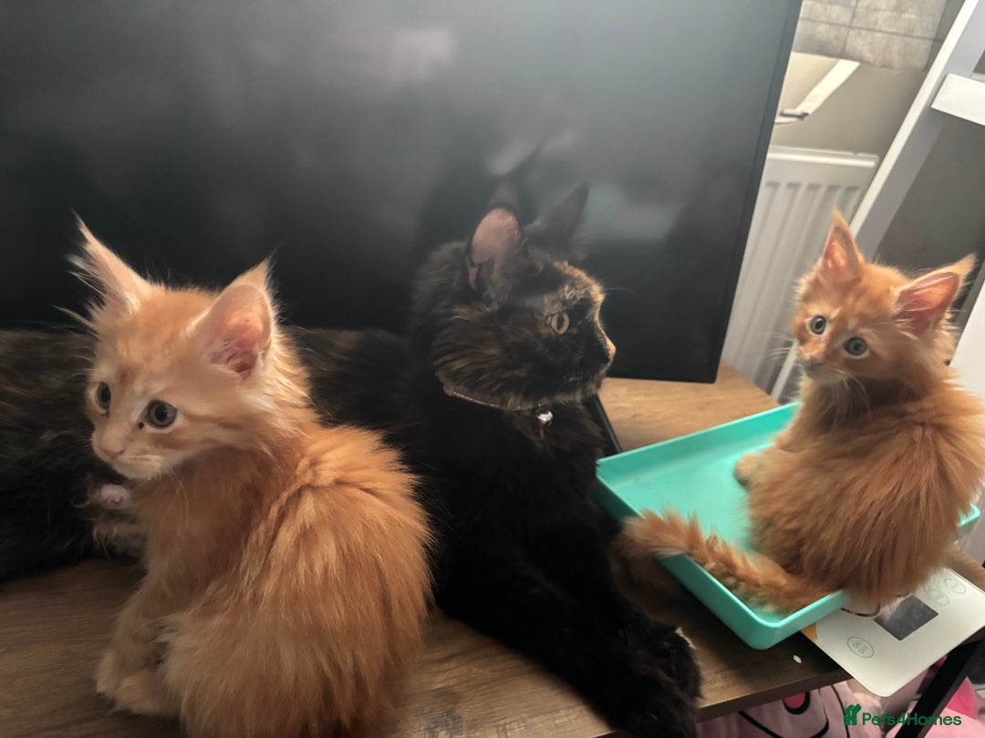 Maine Coon cats for sale: Ginger / tri colour pure Maine coon kittens  - Image 5