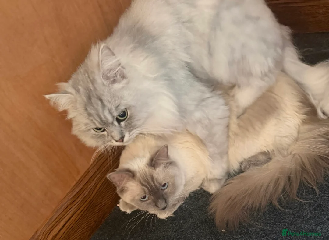 Persian cats for sale: LAST DOLLFACE CHINCHILLA PERSIAN GIRL - Advert 11