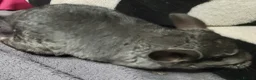 Chinchilla rodents for sale: Baby female chinchillas - Advert 2