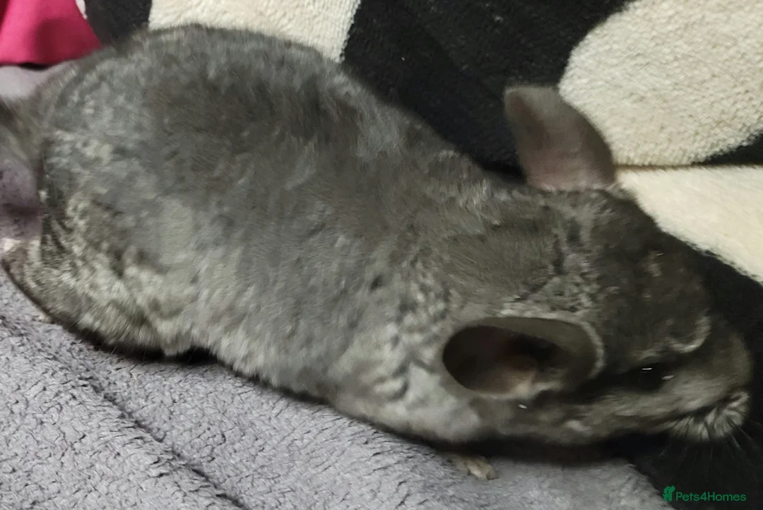 Chinchilla rodents for sale: Baby female chinchillas - Advert 2