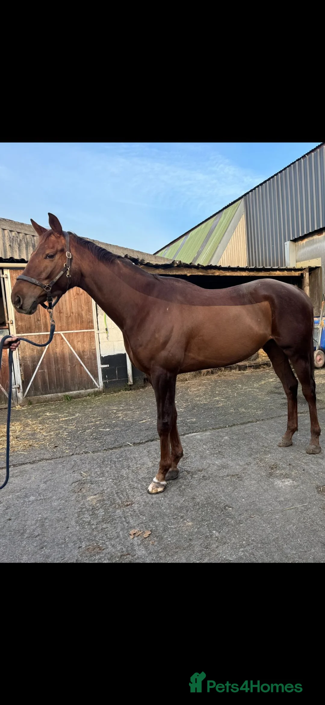 Irish Thoroughbred horses for sale: 16.3 chestnut gelding  - Advert 2