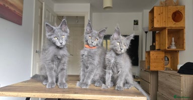Maine Coon cats - Advert 10