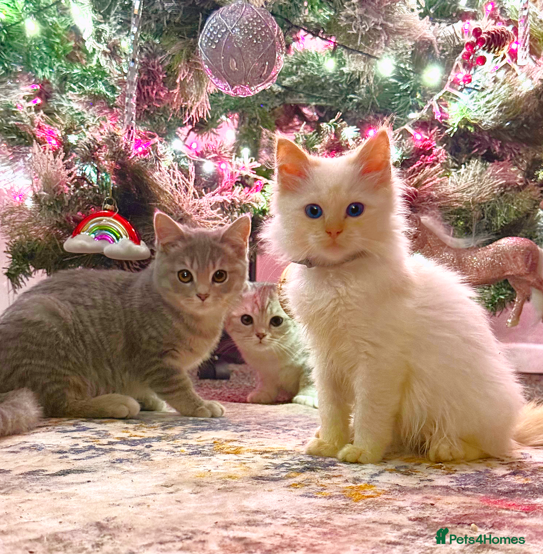 Ragdoll cats for sale: Stunning Ragdoll kittens READY TO COLLECT TODAY - Advert 1