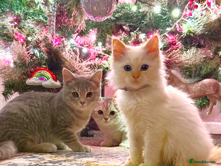 Ragdoll cats Stunning Ragdoll kittens READY TO COLLECT TODAY - Advert 2