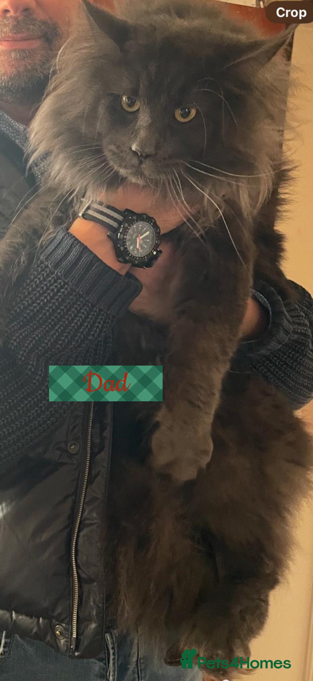 Maine Coon cats for sale: ✨pedigree maine coon kittens - Extra Large lines ✨ - Advert 8