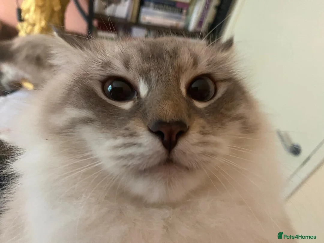 Neva Masquerade cats for stud: Pure Neva Masquerade for Stud - Advert 4