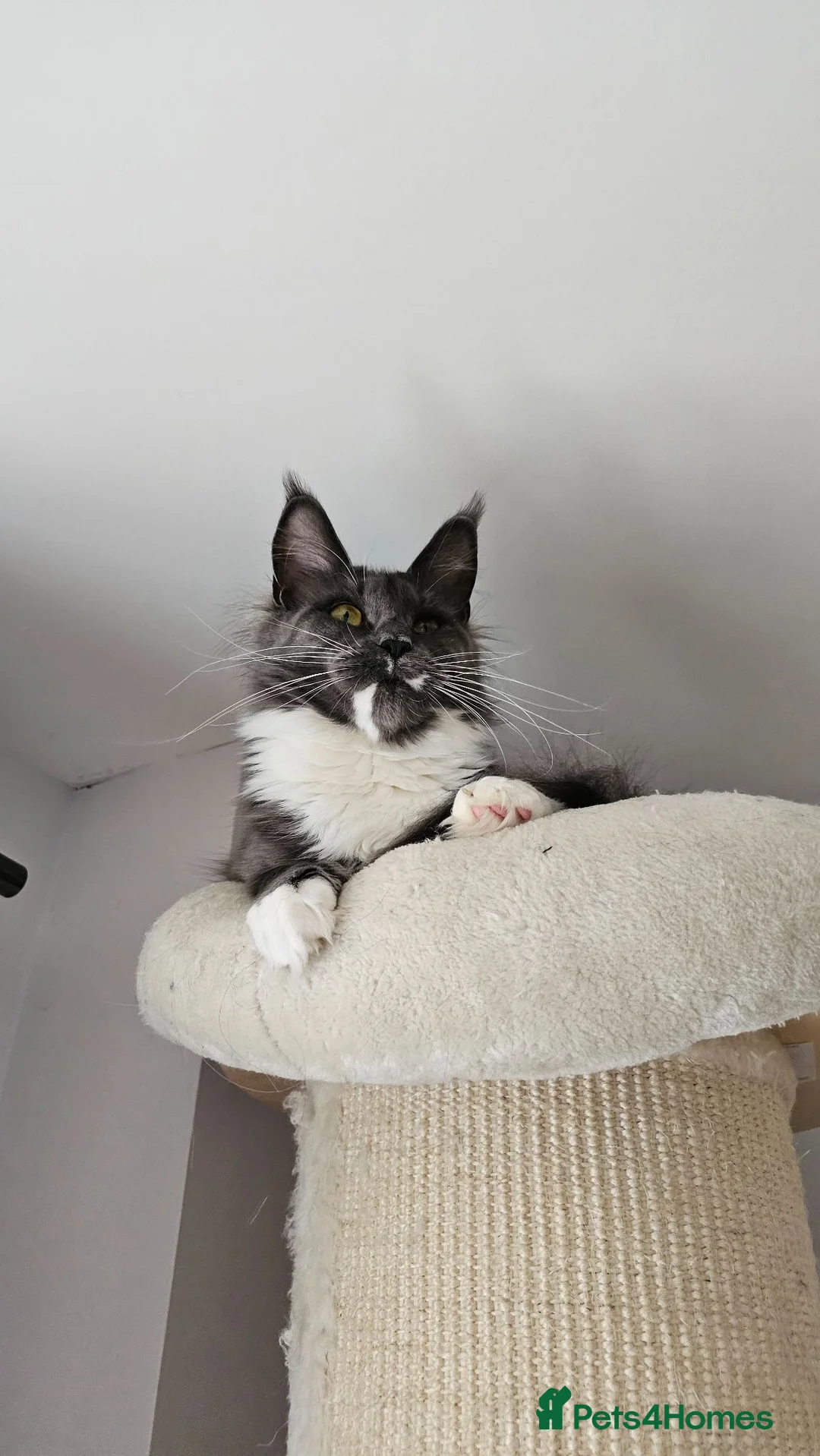 Maine Coon cats for sale: Tica Reg Maine coon kittens  in Truro - Advert 1