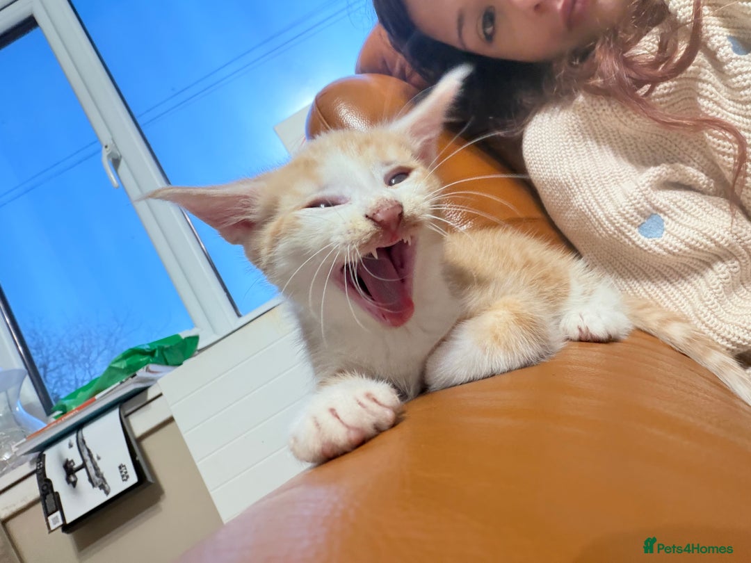 Mixed Breed cats for sale: 3 ginger and white kittens  - Advert 14