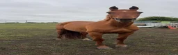 British Warmblood horses for sale: Stunning 16.1 warmblood mare  - Advert 4
