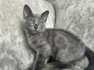 Bengal cats - Advert 1