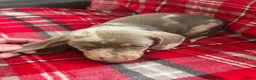 Dachshund dogs for sale: Beautiful dachshunds puppies  - Advert 5