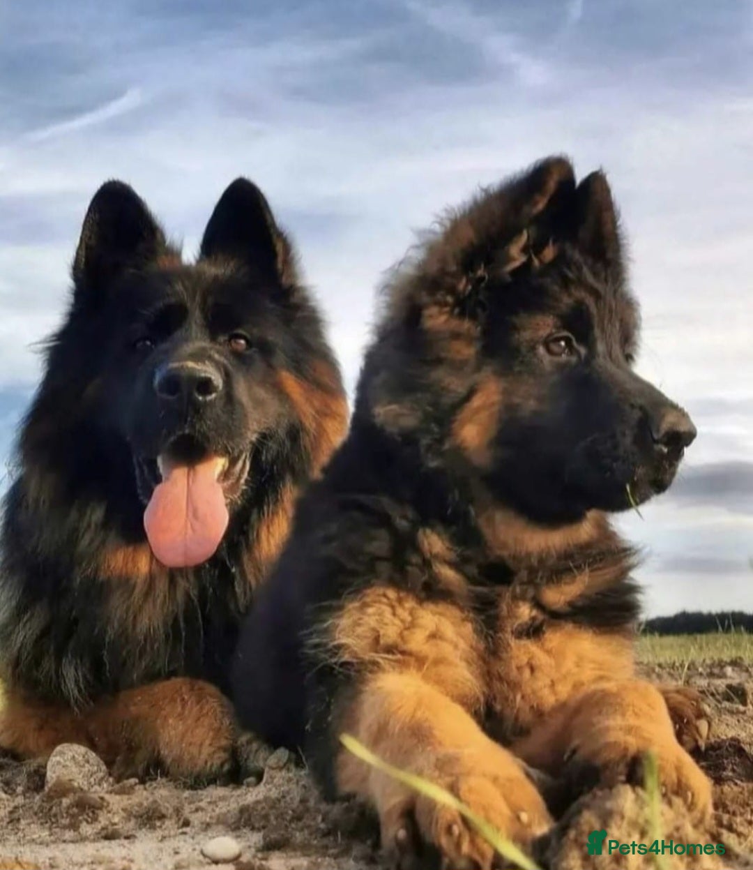 German Shepherd dogs CZECH LINES GERMAN SHEPERD K.C.Reg GSD PUPS  - Advert 1