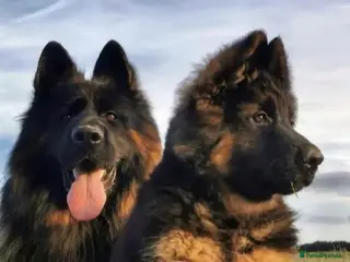 German Shepherd dogs CZECH LINES GERMAN SHEPERD K.C.Reg GSD PUPS - Advert 1