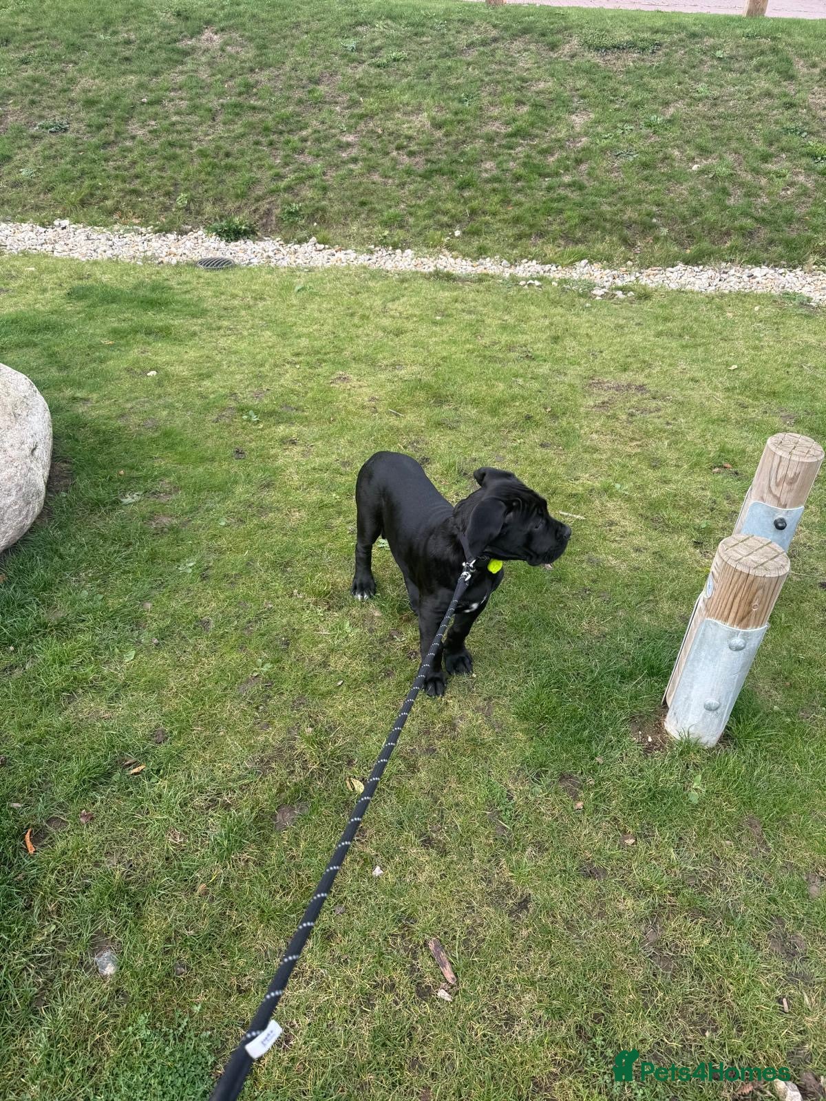Cane Corso dogs Cane Corso puppy 4 months old  - Advert 18