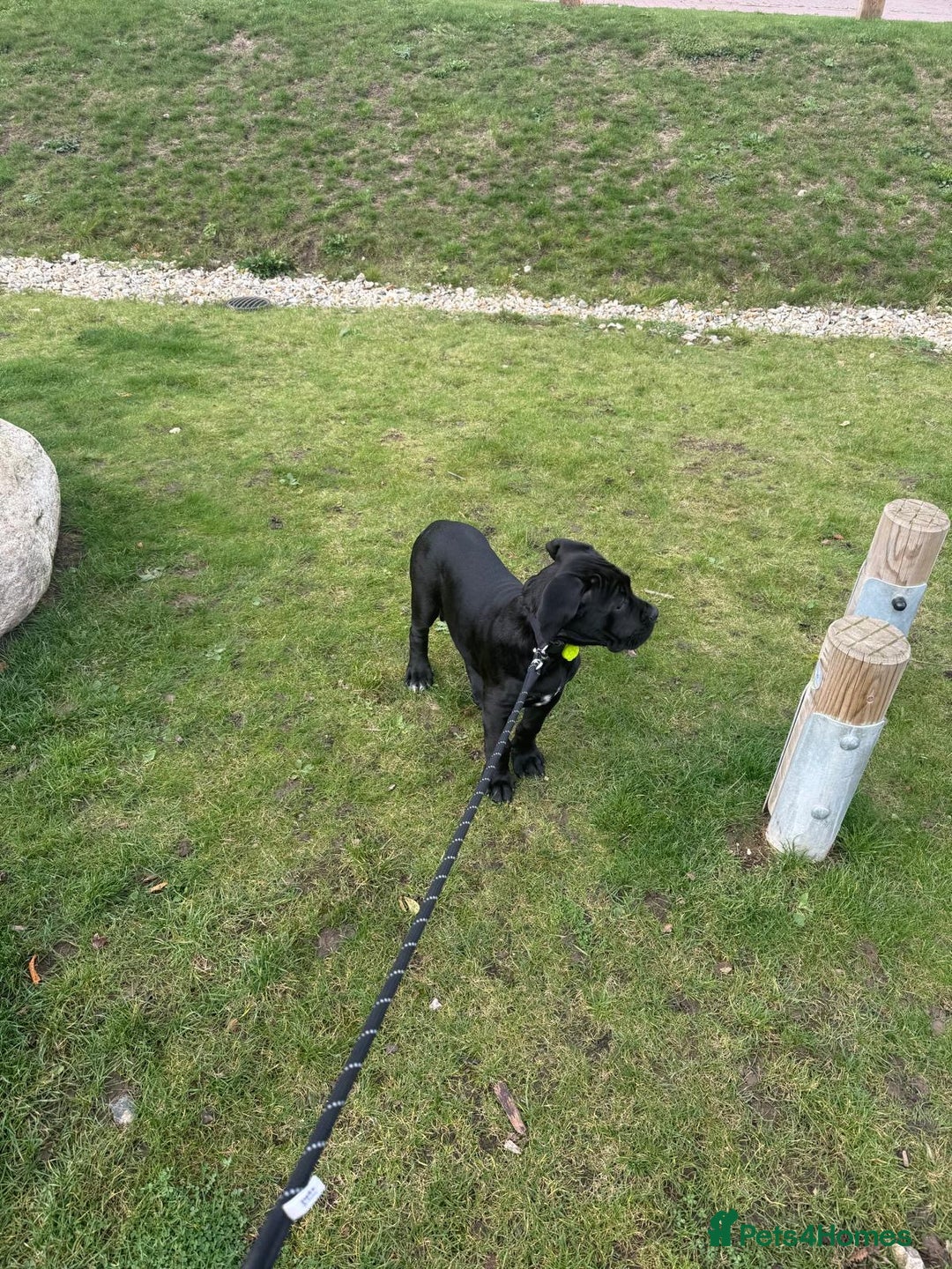 Cane Corso dogs for sale: Cane Corso puppy 4 months old  - Advert 1