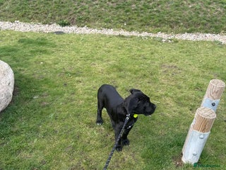 Cane Corso dogs Cane Corso puppy 4 months old - Advert 15