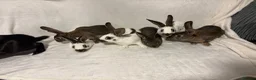 English Spot rabbits for sale: English spot  - Advert 5