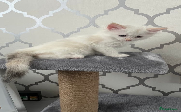 Ragdoll cats - Advert 14