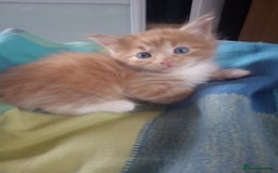 Maine Coon cats for sale: I have Beautiful healthy maicoon XL  - Image 35