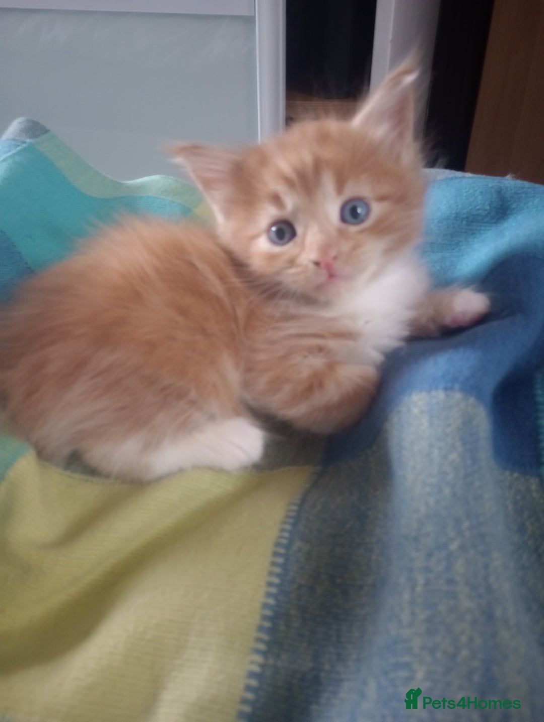 Maine Coon cats for sale: I have Beautiful healthy maicoon XL  - Image 35