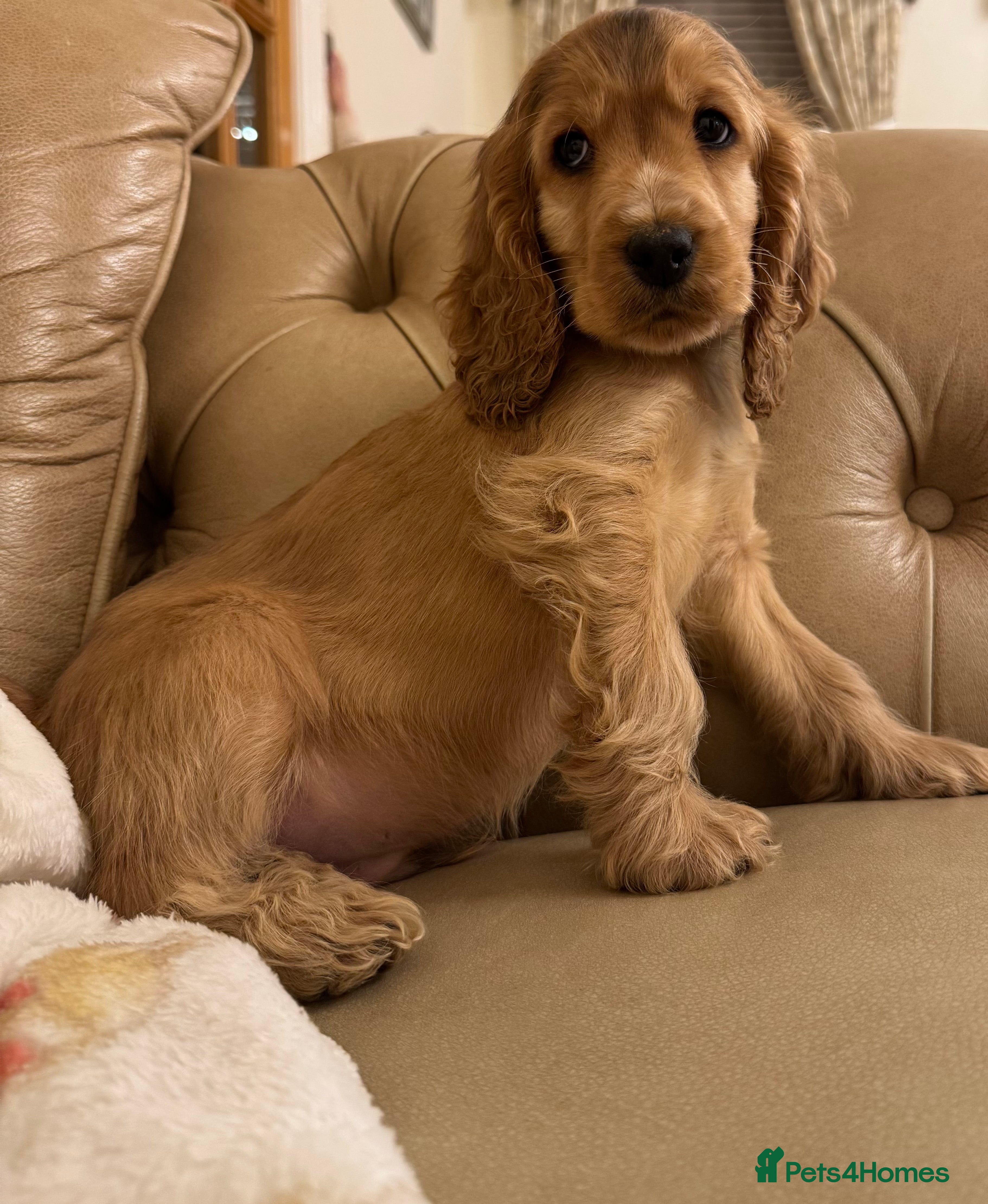 Cocker Spaniel dogs Last Show-type boy  - Advert 8