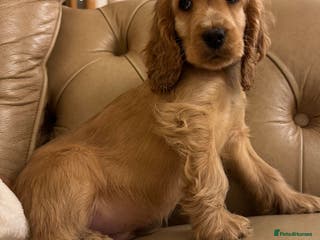 Cocker Spaniel dogs Last Show-type boy - Advert 13