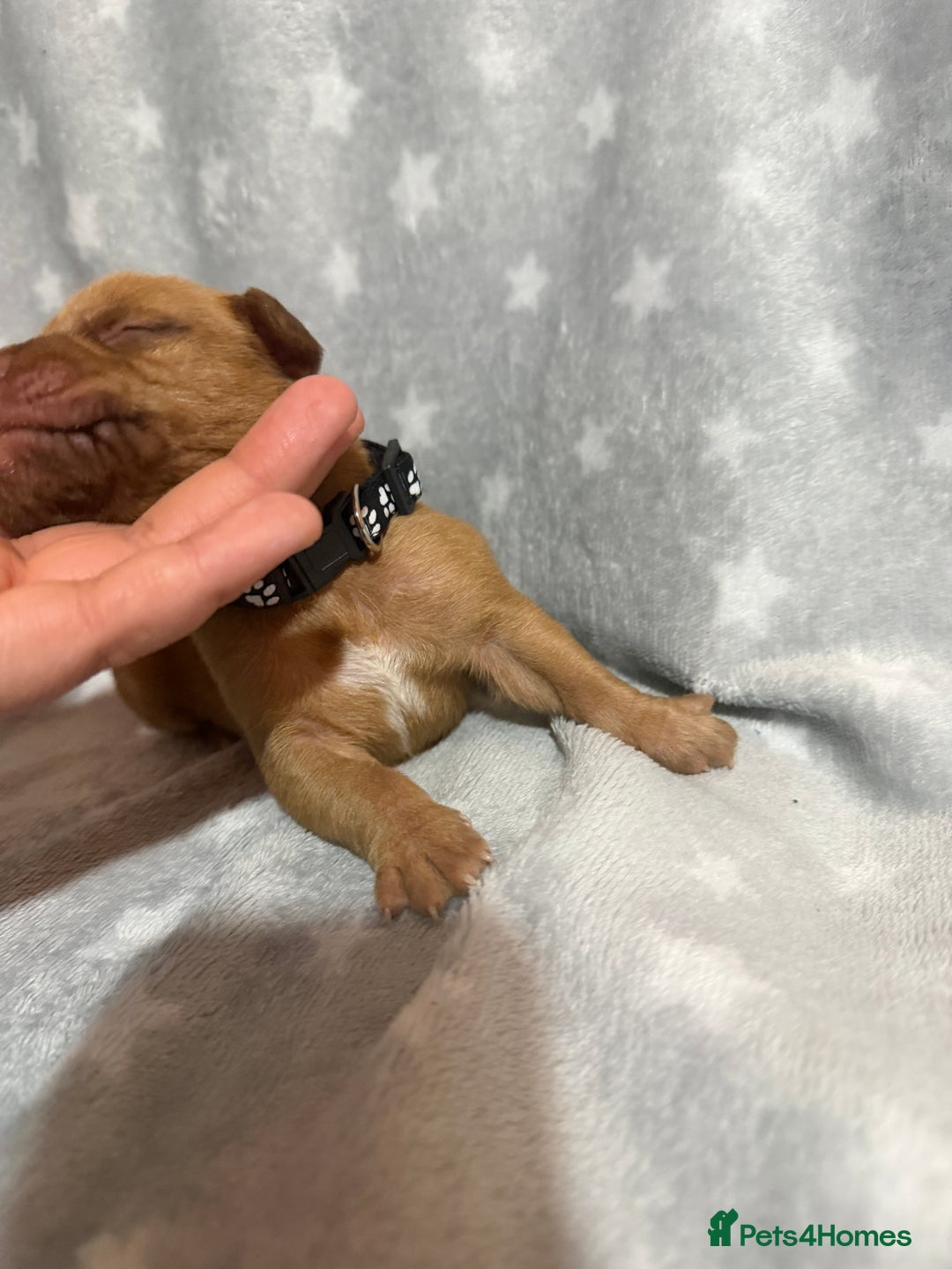 Dogue De Bordeaux dogs for sale: Beautiful Dogue De Bordeaux Puppies - Advert 32