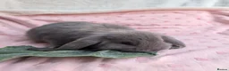 French Lop rabbits for sale: French Lop Rabbits – Ready from 4th September - Advert 25